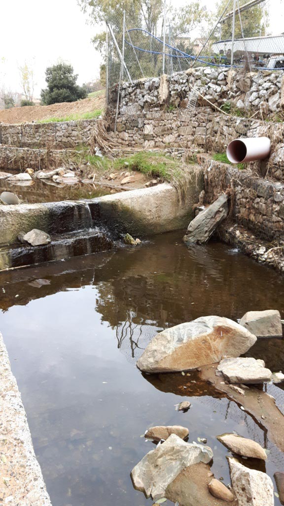 Rio Salivoli (Piombino) - rospi smeraldini in citt!